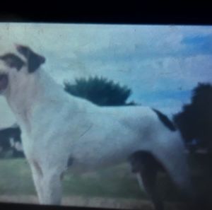 Meet your Posher, Jesse